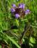 Prunella vulgaris. Espigas de heno. MTC Prunella vulgaris. Espigas de heno. MTC